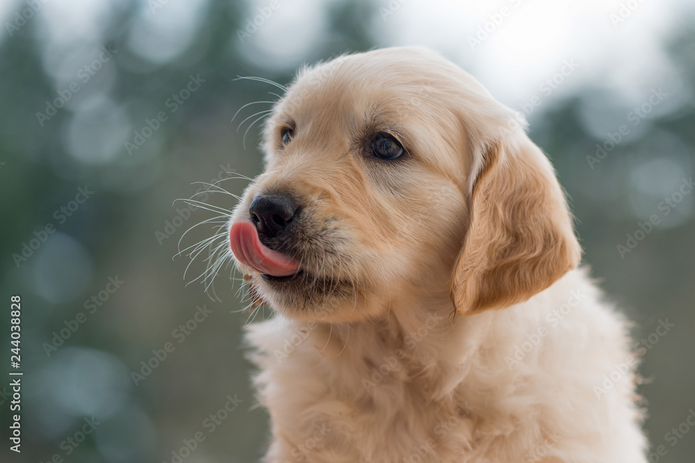Portrait of a Golden Retriever puppy face, looking up and tongue out. Close up. Portrait of a Golden Retriever puppy face, looking up and tongue out. Close up.