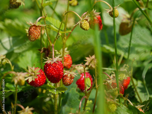 Wald-Erdbeeren, Fragaria vesca photo