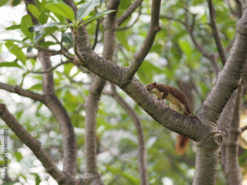 Squirrel on the Frangipani tree Plumeria © pakn