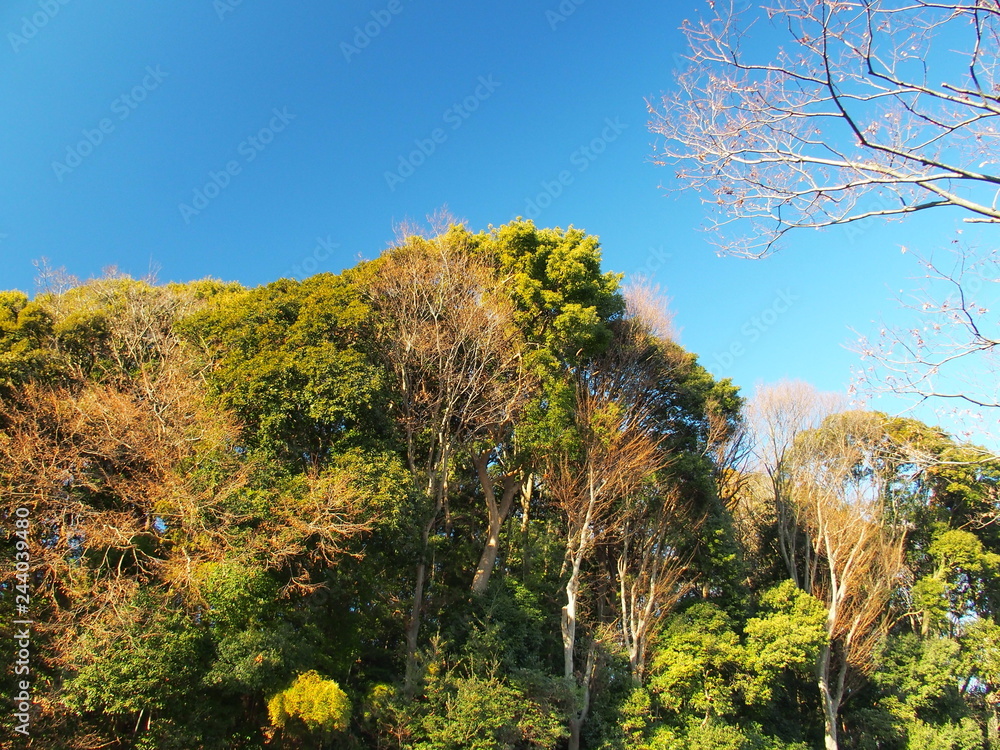 Fototapeta premium 冬の林と青空