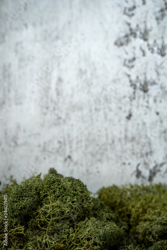 Green moss on a gray background. Copy space.