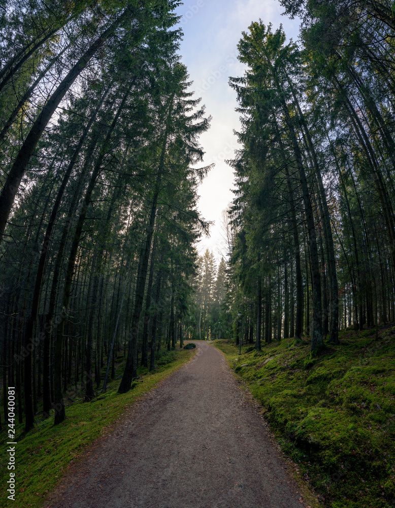 Obraz premium Forest