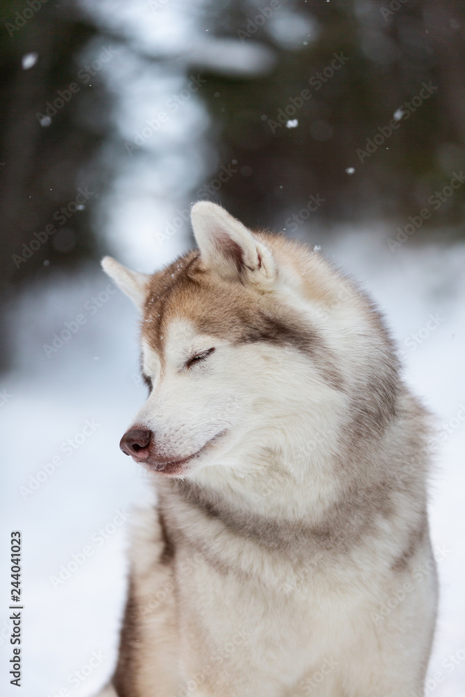 Cute and shy Siberian Husky dog sitting on the snow in the forest in winter Cute and shy Siberian Husky dog sitting on the snow in the forest in winter
