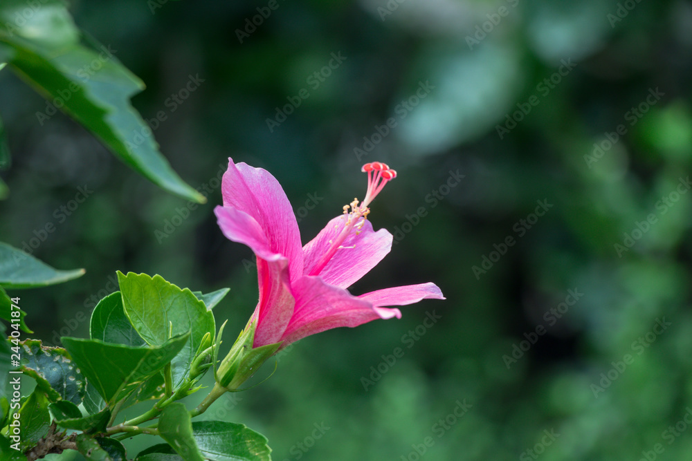Colorful Hibiscus flower bloomimg in the garden.