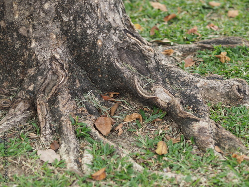 Trunk Big tree Bark rough texture