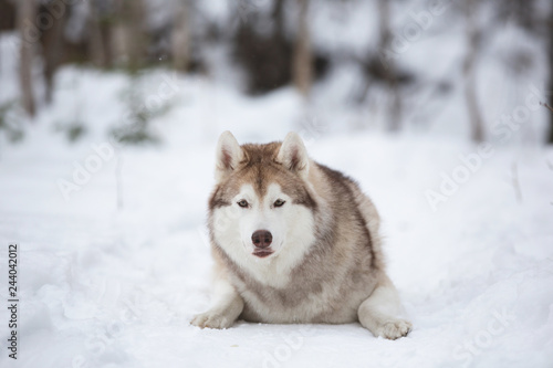 Stoned and beautiful Siberian Husky dog lying on the snow in the forest in winter © Anastasiia