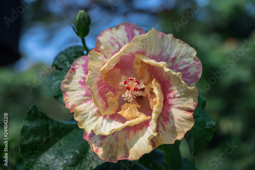 Hibiscus flower bloomimg in the garden  , Fancy Tropical Hibiscus (Hibiscus rosa-sinensis 'Dienie Gommer') photo