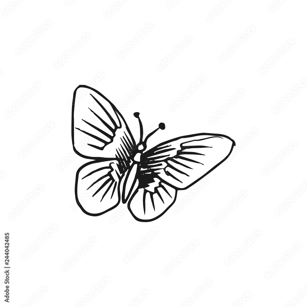 Fototapeta premium butterfly vector doodle sketch isolated on white background