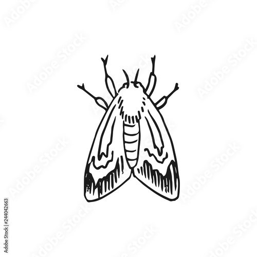 hawk moth vector doodle sketch isolated on white background