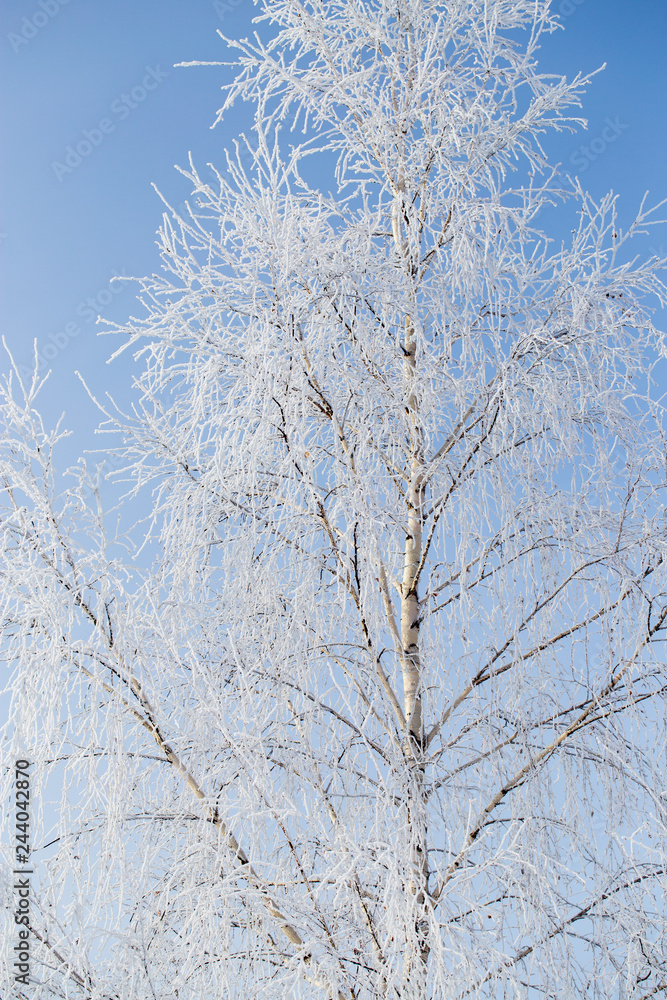 Frozen branches on a tree against a blue sky