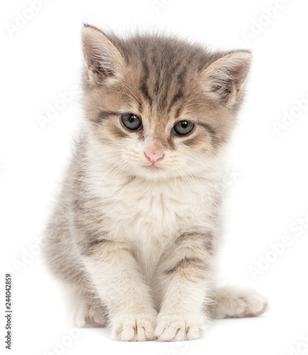 Portrait of a kitten on a white background © schankz