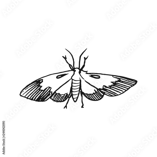 hawk moth vector doodle sketch isolated on white background