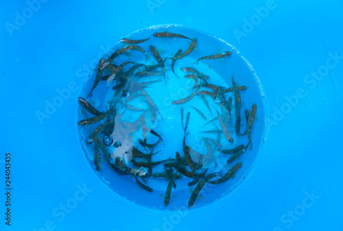 Small fish to repopulate. Centro Ictiológico de Arredondo. Conservation and repopulation of Atlantic salmon in the rivers of Cantabria. Collados del Ason Natural Park, Cantabria, Spain, Europe photo