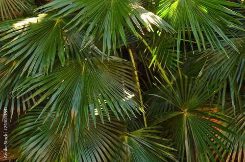 Palm tree natural background. Natural texture and backgrounds collection