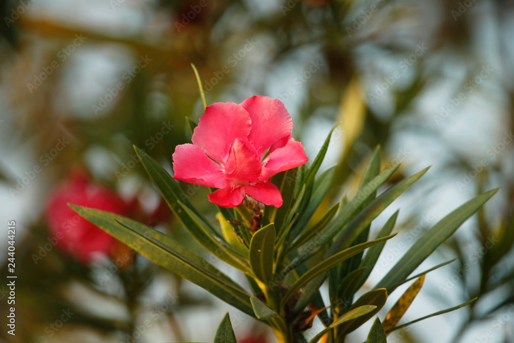 Obraz premium Pink oleander on a green background
