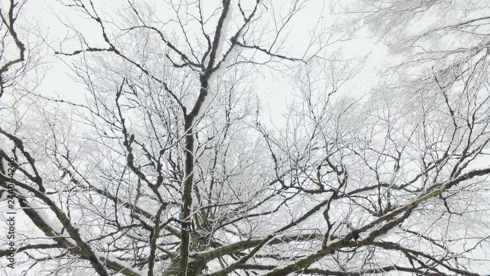 birch tree branches in snow camera rotation birch tree branches in snow camera rotation