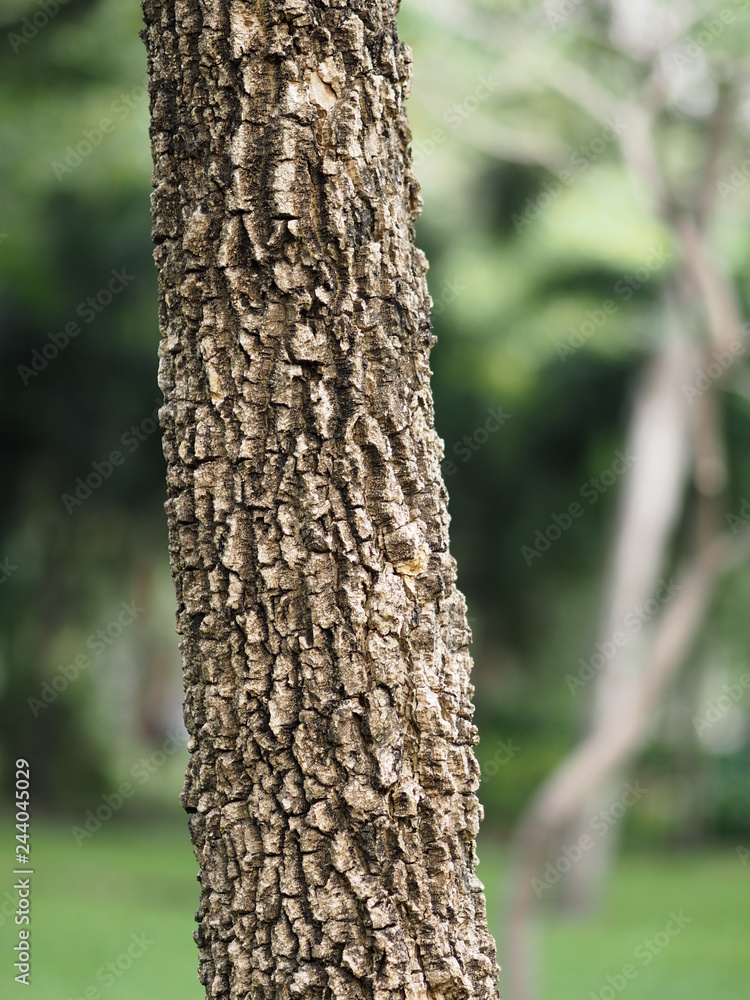 Trunk Big tree Bark rough texture