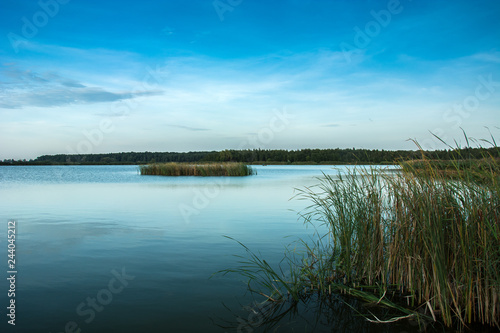 High reeds on the shore of a calm lake, forest on the horizon