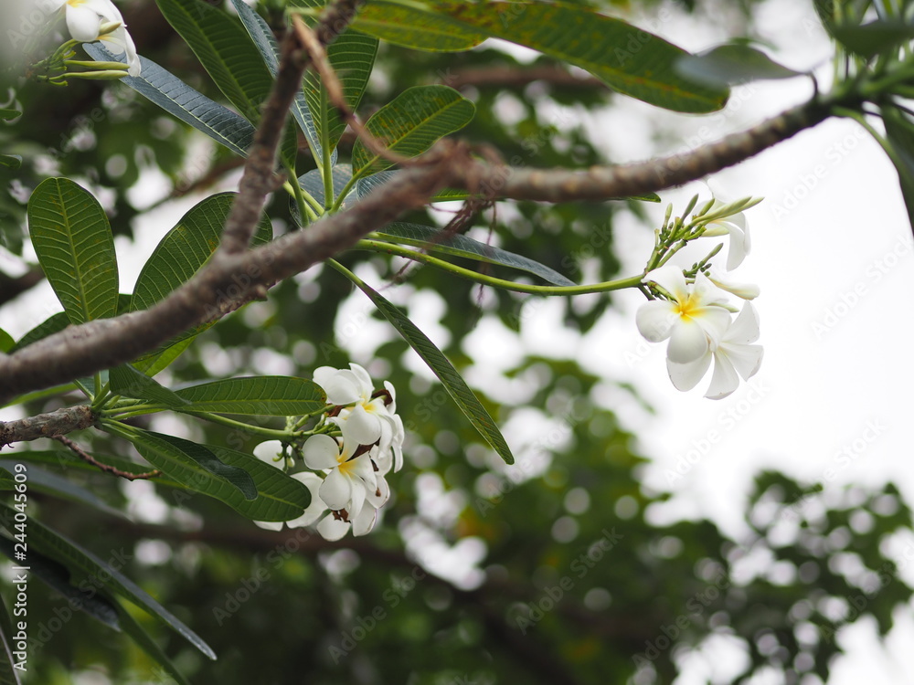 white flower Singapore graveyard flower Frangipani tree Plumeria white flower Singapore graveyard flower Frangipani tree Plumeria