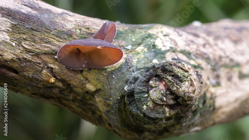 fungi growning on a branch, narrow depth of field