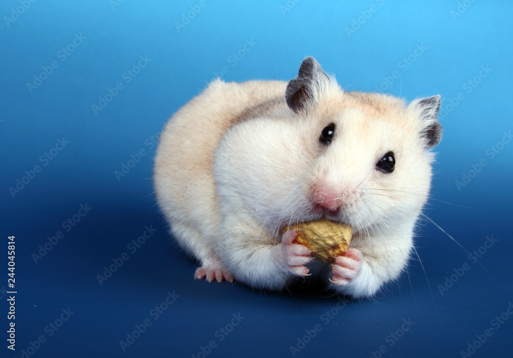 Blue Streak Hamsters - ABOUT THE SYRIAN HAMSTER The Syrian Hamster