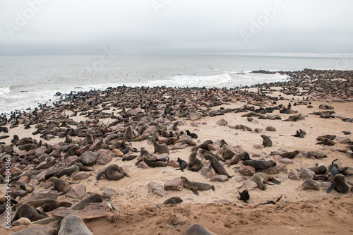 Colony of Fur seal in Cape Cross Namibia
