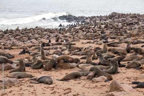 Colony of Fur seal in Cape Cross Namibia © hachiko
