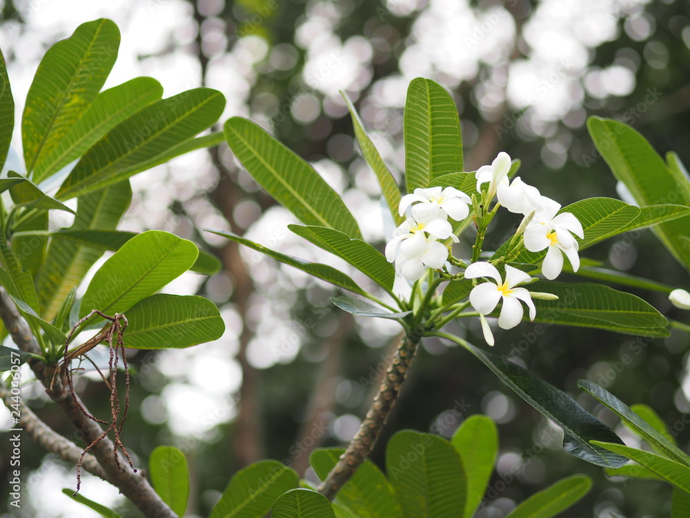 white flower Singapore graveyard flower Frangipani tree Plumeria