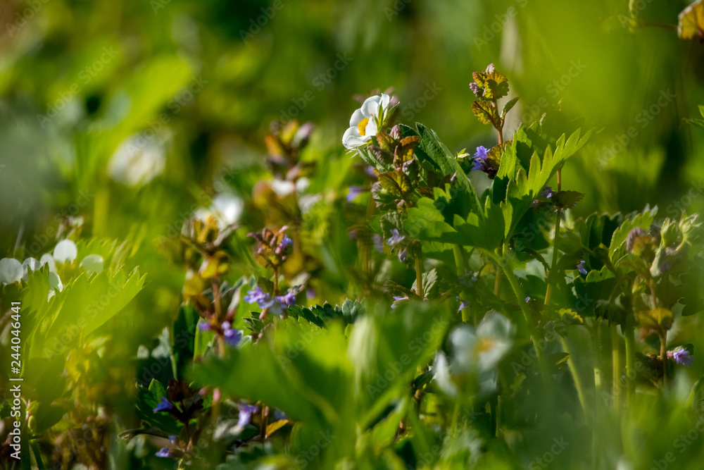 White strawberry flowers in green grass. White strawberry flowers in green grass.