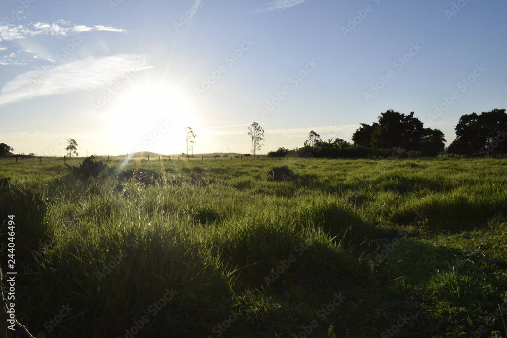 Fototapeta premium Horizonte plano ensolarado, gramado verde, paisagem rural, céu azul 