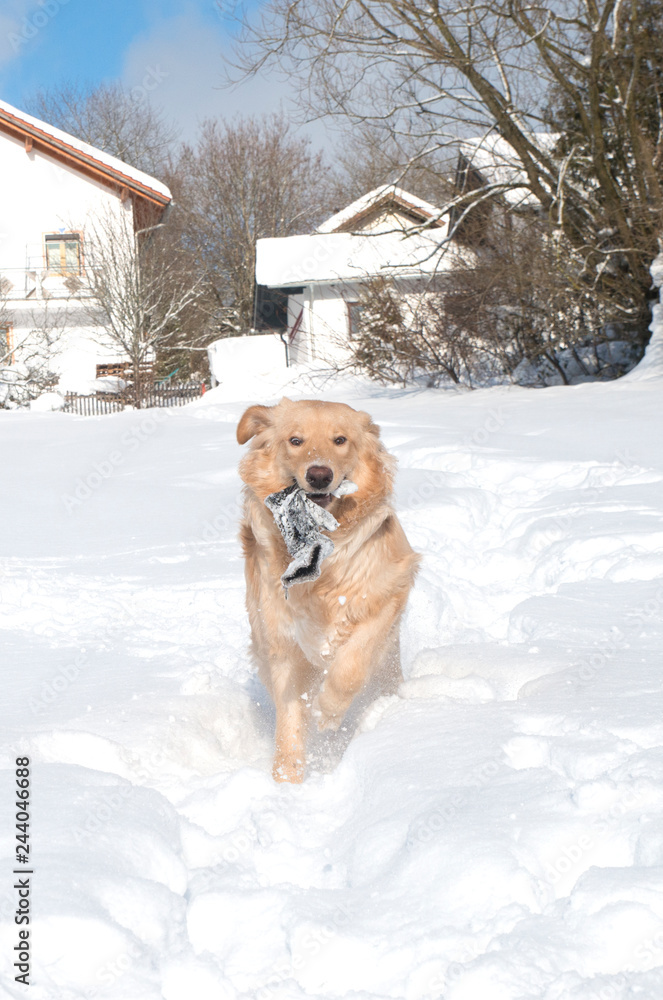 young dog breed hovawart blond beautiful red wool smart look guard service dedicated protector on a snow background