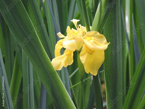 Fototapeta Naklejka Na Ścianę i Meble -  Yellow Iris in the garden