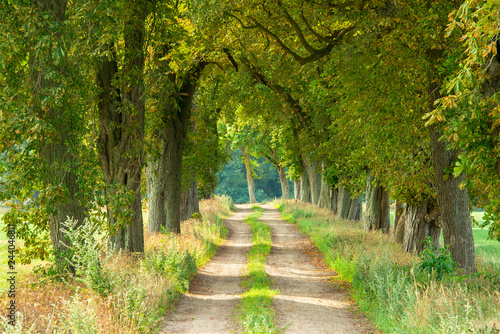 Farm Road through Avenue of Horse Chestnut Trees