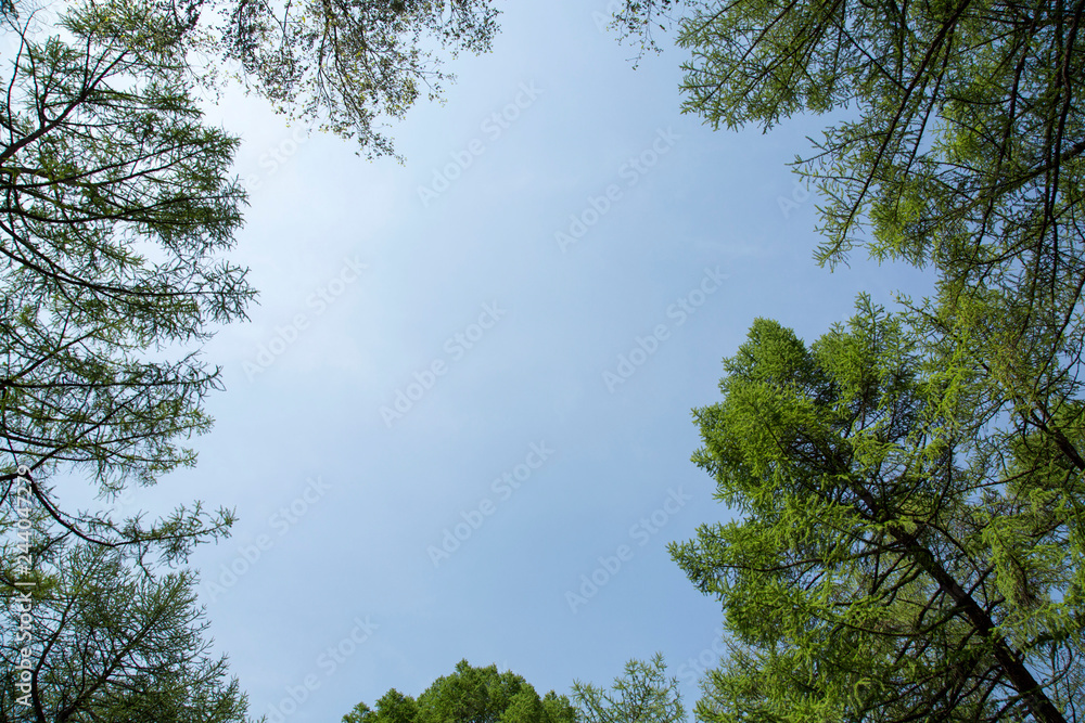 Trees Branches on Blue Sky Natural Frame Trees Branches on Blue Sky Natural Frame