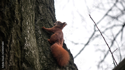 squirrel climbing the trunk of a tree