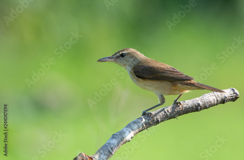 Oriental Reed Warbler with green background