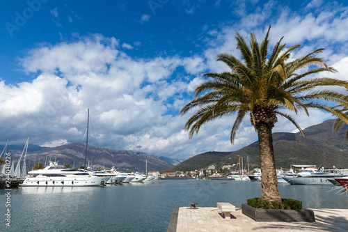 yachts and palms in a luxurious marina