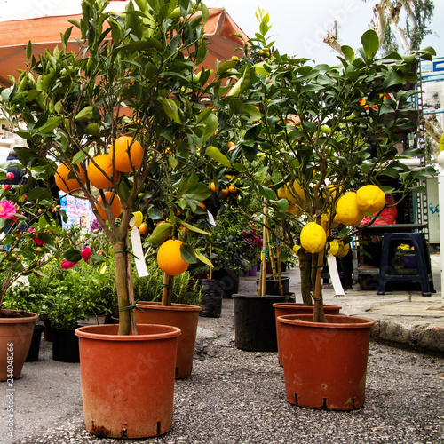 small orange and lemon trees stand in pots and are sold on the market