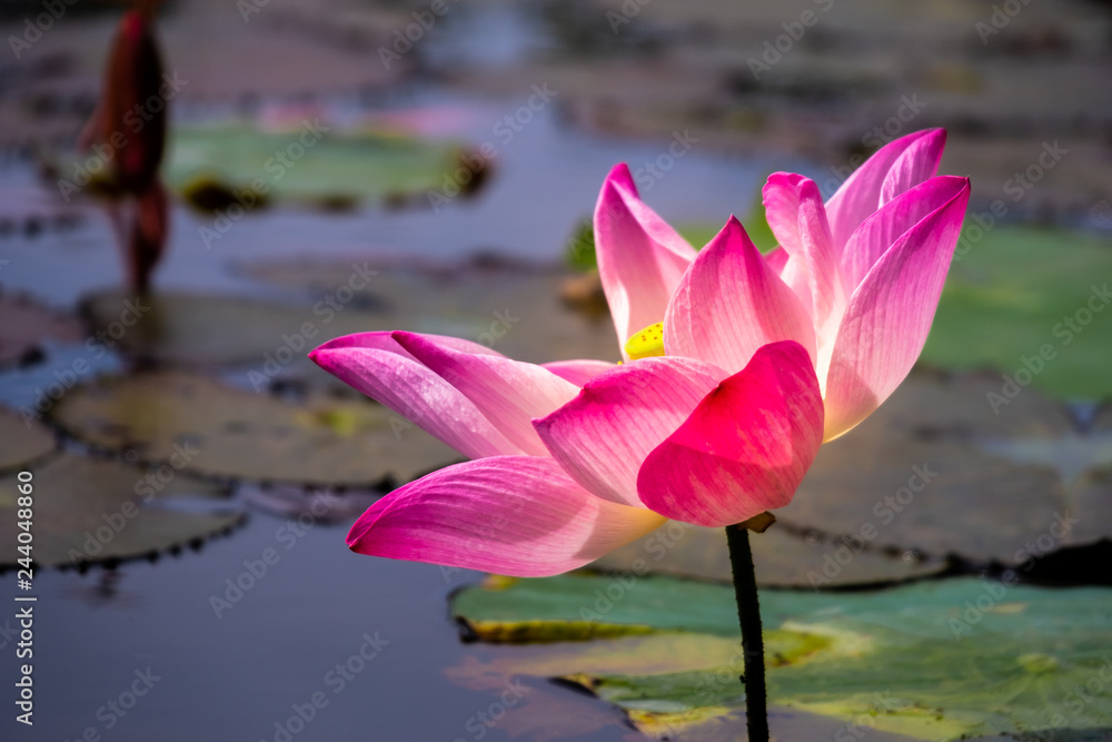 Pink of lotus with yellow pollen on surface of water in pond. Side view and peace concept. Pink of lotus with yellow pollen on surface of water in pond. Side view and peace concept.