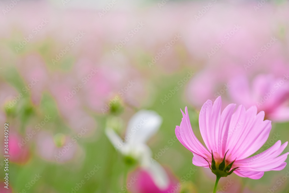 Pink cosmos flowers with in natural Cosmos field. Freshness and background concept. Pink cosmos flowers with in natural Cosmos field. Freshness and background concept.