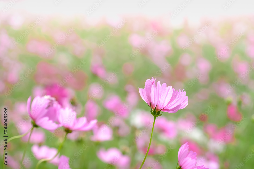 Pink cosmos flowers with in natural Cosmos field. Freshness and background concept.