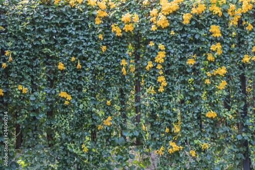 Cat's Claw Vine flower (Macfadyena unguis-cati (L.) A.H. Gentry).Beautiful yellow flowers. photo