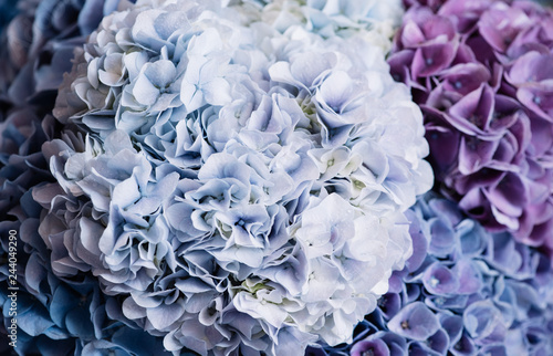 Beautiful blossoming tender blue and purple hydrangea flowers texture, close up view © anastasianess