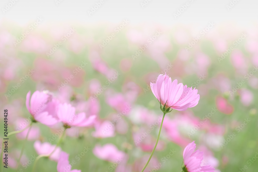 Pink cosmos flowers with in natural Cosmos field. Freshness and background concept. Pink cosmos flowers with in natural Cosmos field. Freshness and background concept.