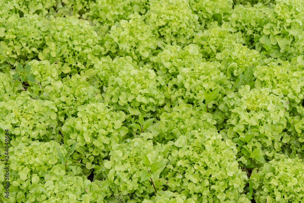 Close up of fresh green Lettuce leaves for background and texture. Close up of fresh green Lettuce leaves for background and texture.