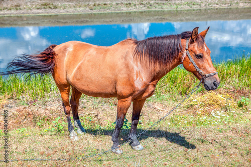 Fototapeta Naklejka Na Ścianę i Meble -  Horse standing by river water 