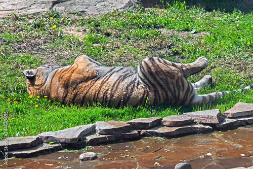 Sleeping Siberian tigress. Latin name - Panthera tigris altaica