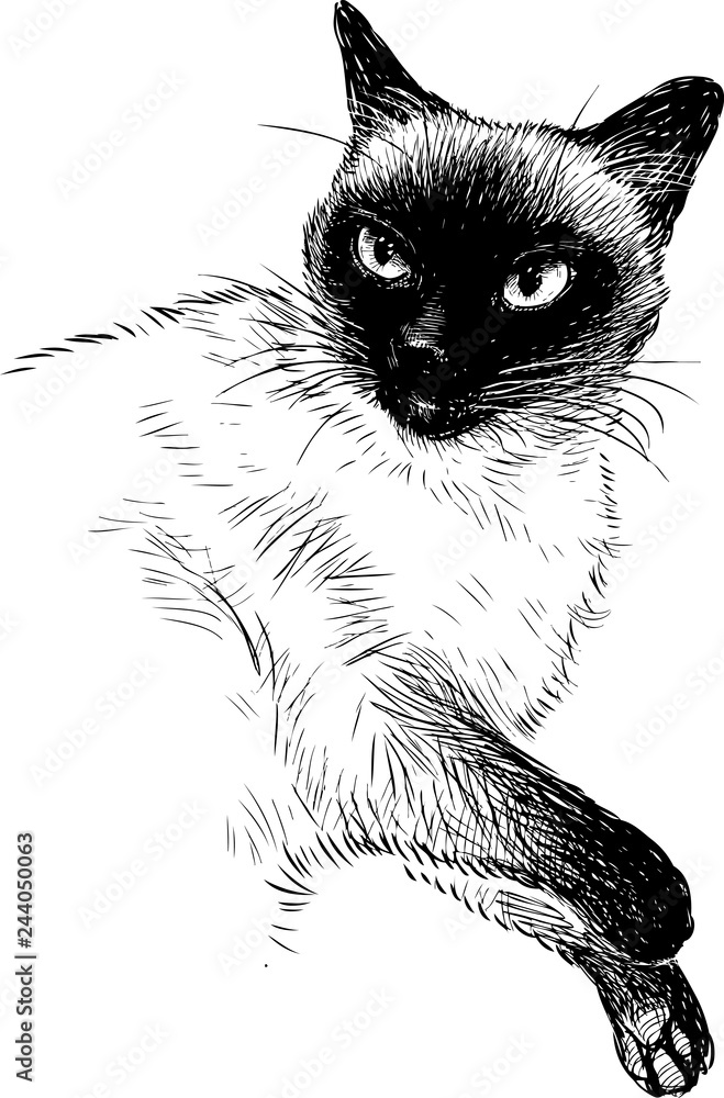 A sketch of a siamese cat Stock Vector | Adobe Stock