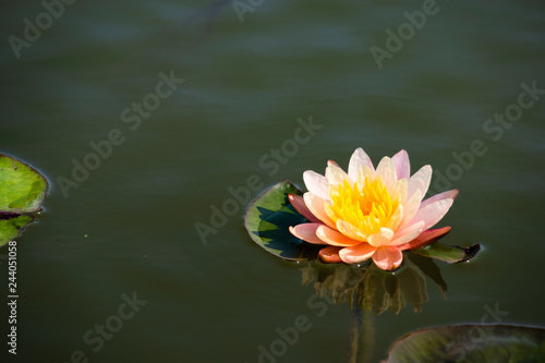 Light pink of water lily or lotus with yellow pollen on surface of water in pond. Side view and peace concept.