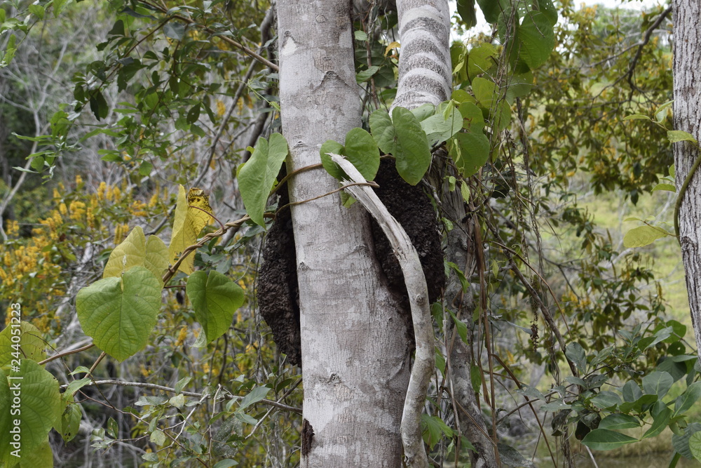 Fototapeta premium Tronco de árvore em floresta tropical